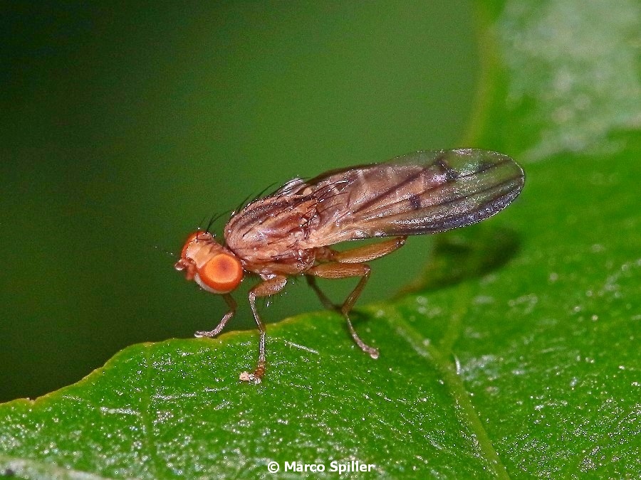 Piccola mosca da determinare
